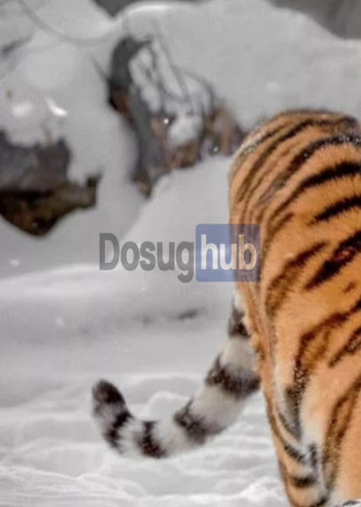 Проститутка Даша